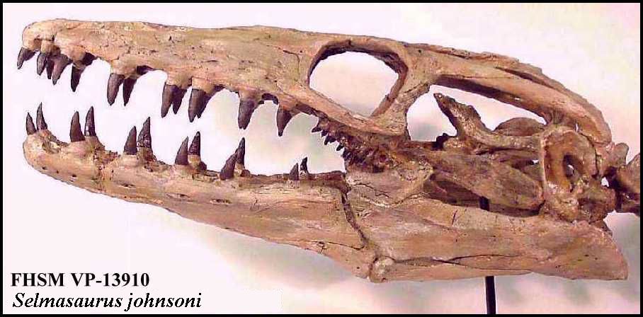 Selmasaurus johnsoni2